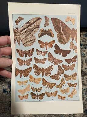 🖤5/$25 Vintage Natural History Moth Plate Art Print - Brown & Cream